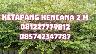 Ketapang Kencana Tinggi 150 cm, Jual Ketapang Kencana 2 m di Purworejo,  @AFFANBIBITPURWOREJO
