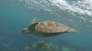 Turtle eating a Jellyfish - Great Barrier Reef - Cairns, QLD AUS