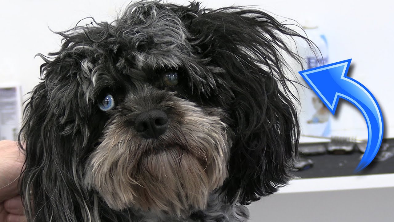 Picture Idea: Best Dog Grooming Hack Ever Easy Painless Ear Dematting