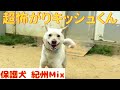 【保護犬】紀州Mix「キッシュ」くん