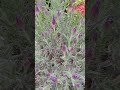 French Lavender Spring Flowers. #lavender #lavenderflowers #shorts