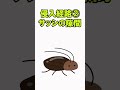 【ゴキブリ侵入防止】クロゴキブリ侵入防止 ゴキブリ対策 駆除方法 害虫駆除 ゴキブリ駆除方法 #shorts #ゴキブリ駆除 #ゴキブリ