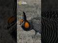 Луговой Тетерев | Prairie chicken #birds #wildlife #nationalgeographic #photo #nature #short #reels