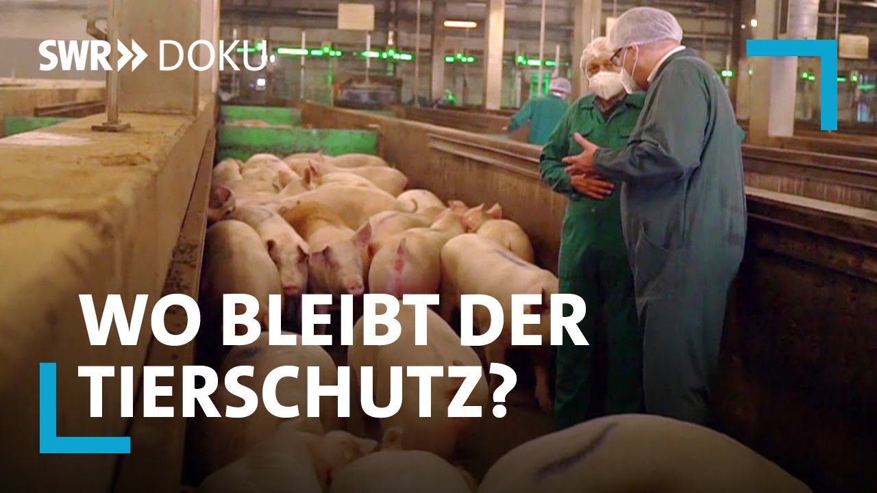 Bauer mit eigenem Schlachthof: Sterben Schweine und Rinder hier ohne Qualen? | BR24