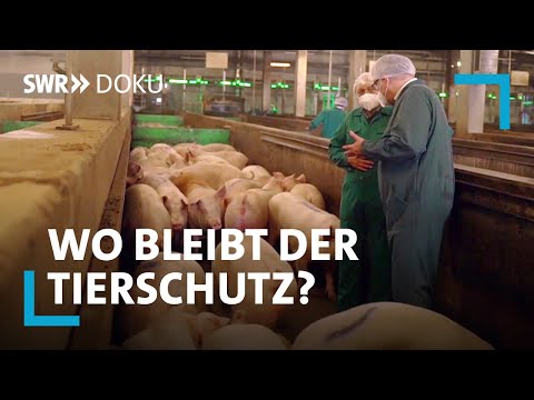 Video: Haustierportionierer: Schwein erkrankt an Krebs und wilde Ponys schwimmen jährlich