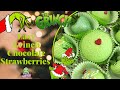 EASY Grinch Inspired Chocolate Covered Strawberries