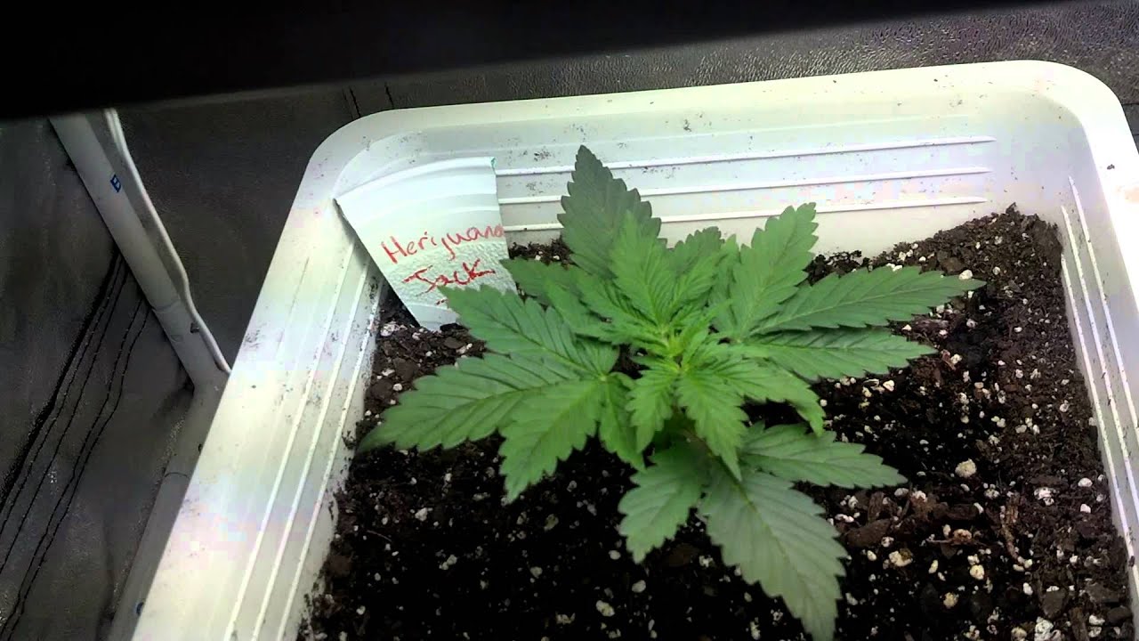 Silver Haze & HJ33 - [Veg.] Day 8 - Happy New Year