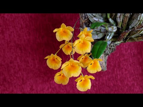 Dendrobium aggregatum blooming