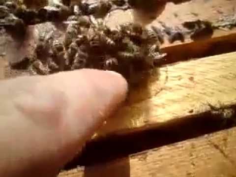 Βίντεο: Καταπληκτικά έντομα - σκορπιοί