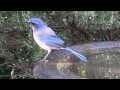 A series of birds at the birdbath above Johnson Creek.