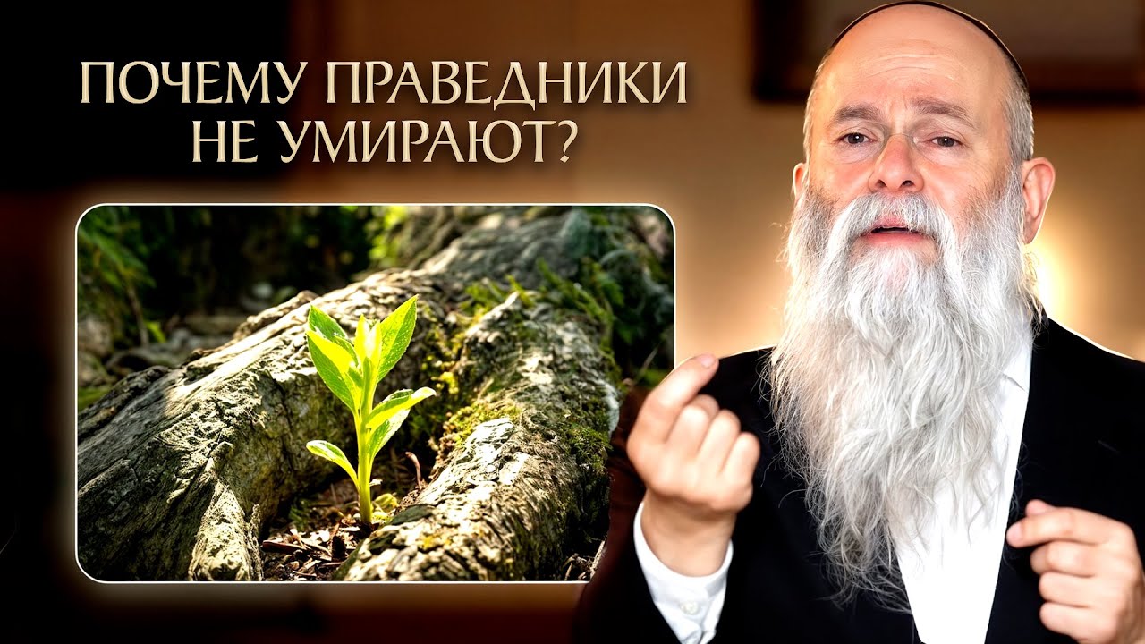 Что значит живой праведник по Торе? Глава "Вайигаш". Рав Шмуэль Каминецкий