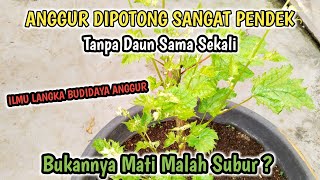 Download Lagu ILMU LANGKA DALAM DUNIA ANGGUR‼️Jarang Ada Yang Mau Ngasih Tau Gratisan, Wajib Nonton‼️ MP3