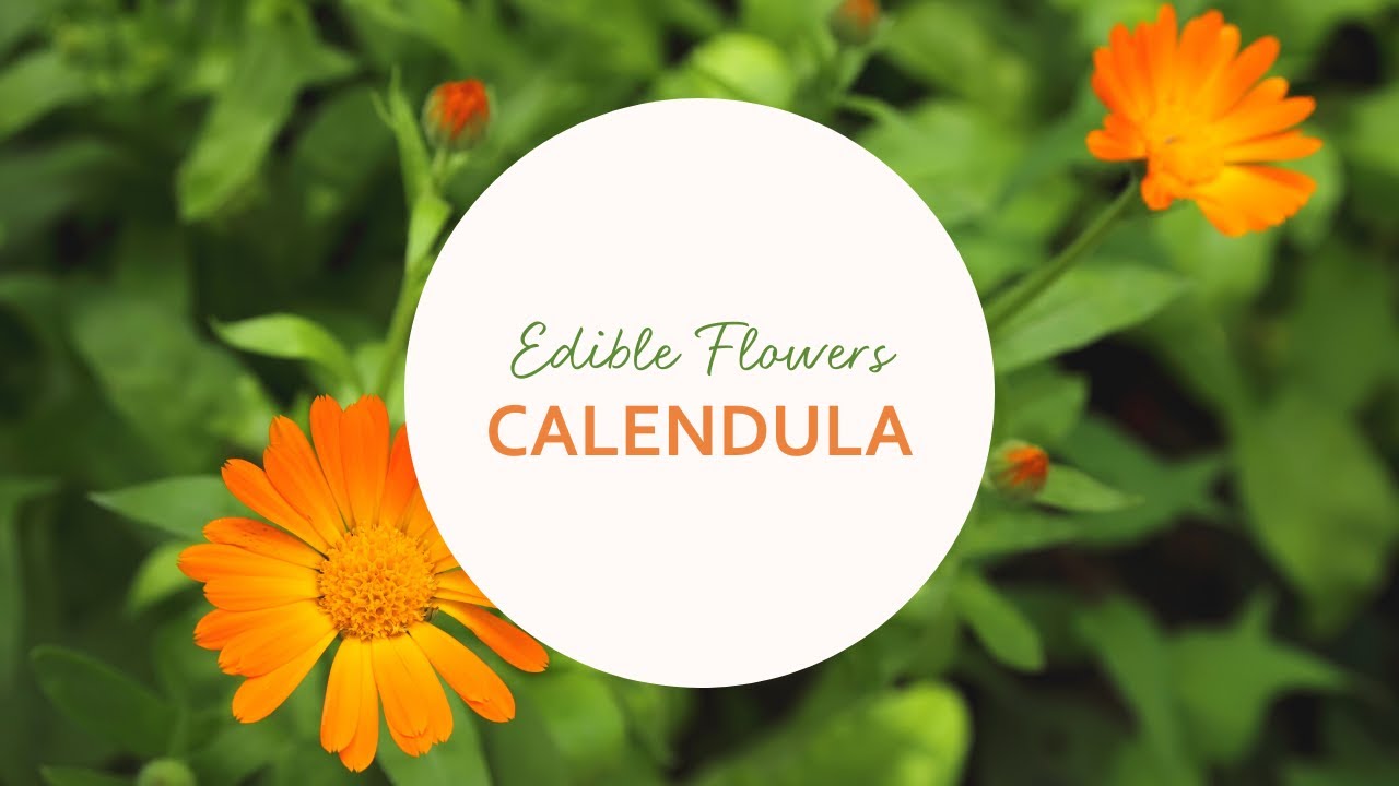 Edible Flowers: How to Eat Calendula Flowers - YouTube
