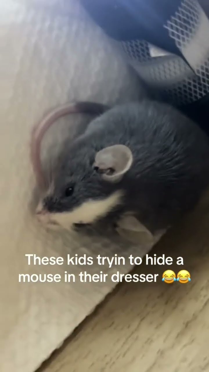 Kids trying to hide some pretty mouse