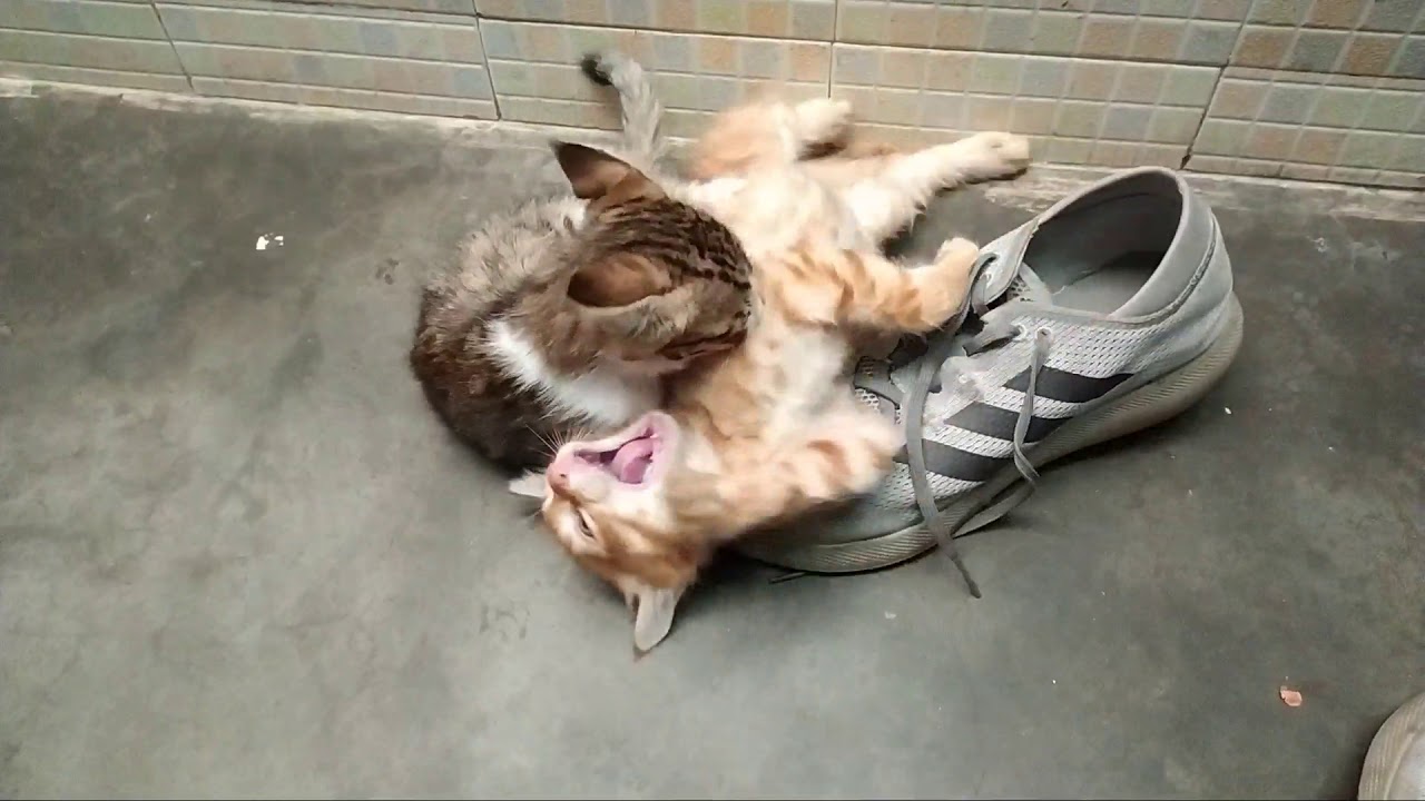 kitty fight part 2 YouTube