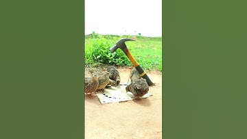 Creative DIY Quail Trap Technique #shorts