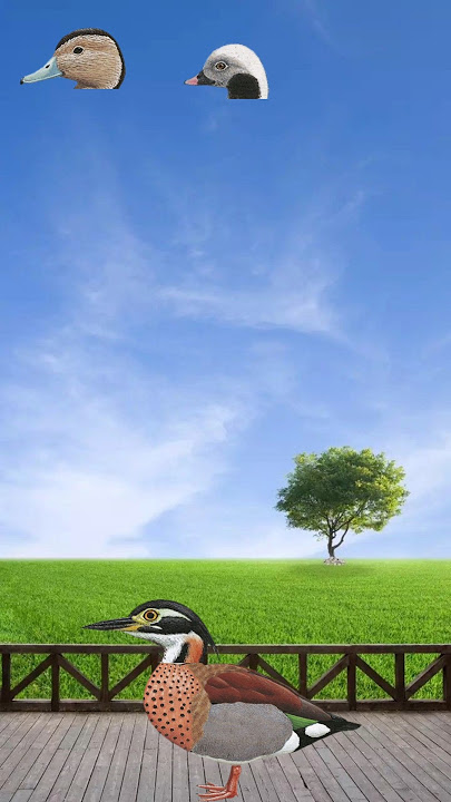 Assala walekum walekum salam🥰 #terrnding #cute #vfxmahjabeen #shortsviral #ytshorts #funny #birds