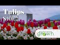 Tulips  flowers  washington grown  s10e2