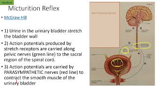 Chapter 25   Obj 5   Micturition