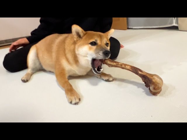 柴犬さん☆骨 自分の手よりもデカイ骨を柴犬にあげたらこうなりました - YouTube