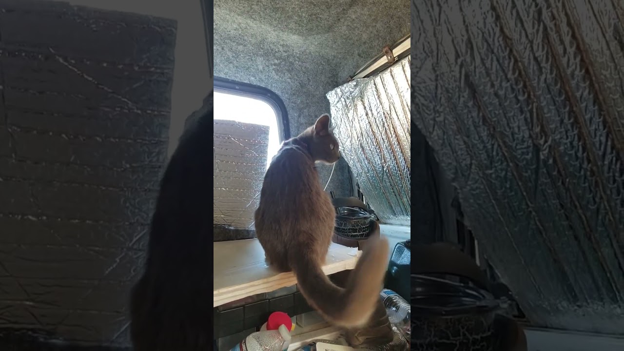 Baby Zooma been up sence 4 am