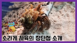 소라게 사육의 장단점 소개 Introducing the advantages&disadvantages of breeding hermit crabs