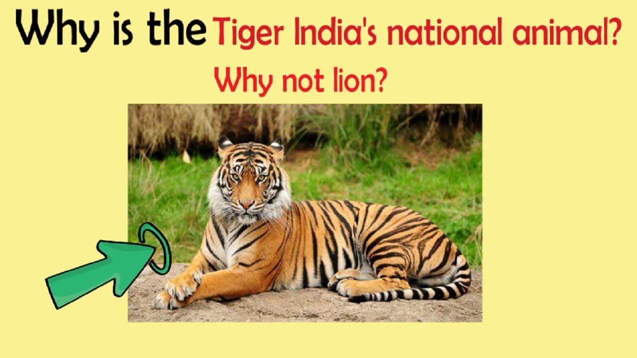 Why is the tiger India's national animal, Why not lion? GK Questions with  answers | Part 7 - YouTube