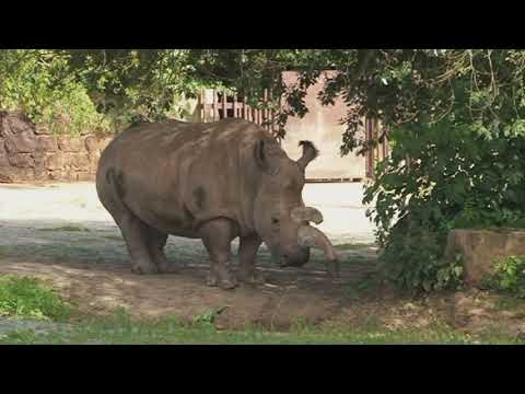 Video: Môže Veda Zachrániť Severné Biele Nosorožce Pred Vyhynutím?