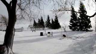 mon chien dans la neige screenshot 4