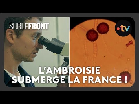L’ambroisie, cette plante allergisante submerge la France ! - Sur le front avec Hugo Clément
