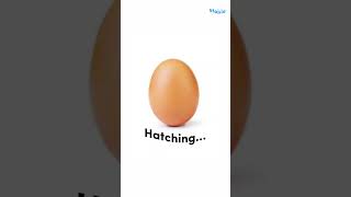 cat egg #cat #egg