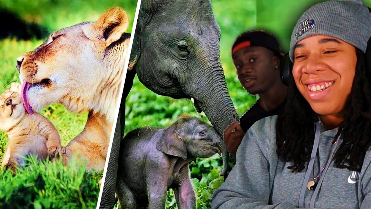 The BEST MOTHERS In The ANIMAL KINGDOM (Casual Geographic)