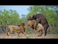 사자 vs 버팔로 화난 버팔로 사자를 죽이다! buffalo attack lion