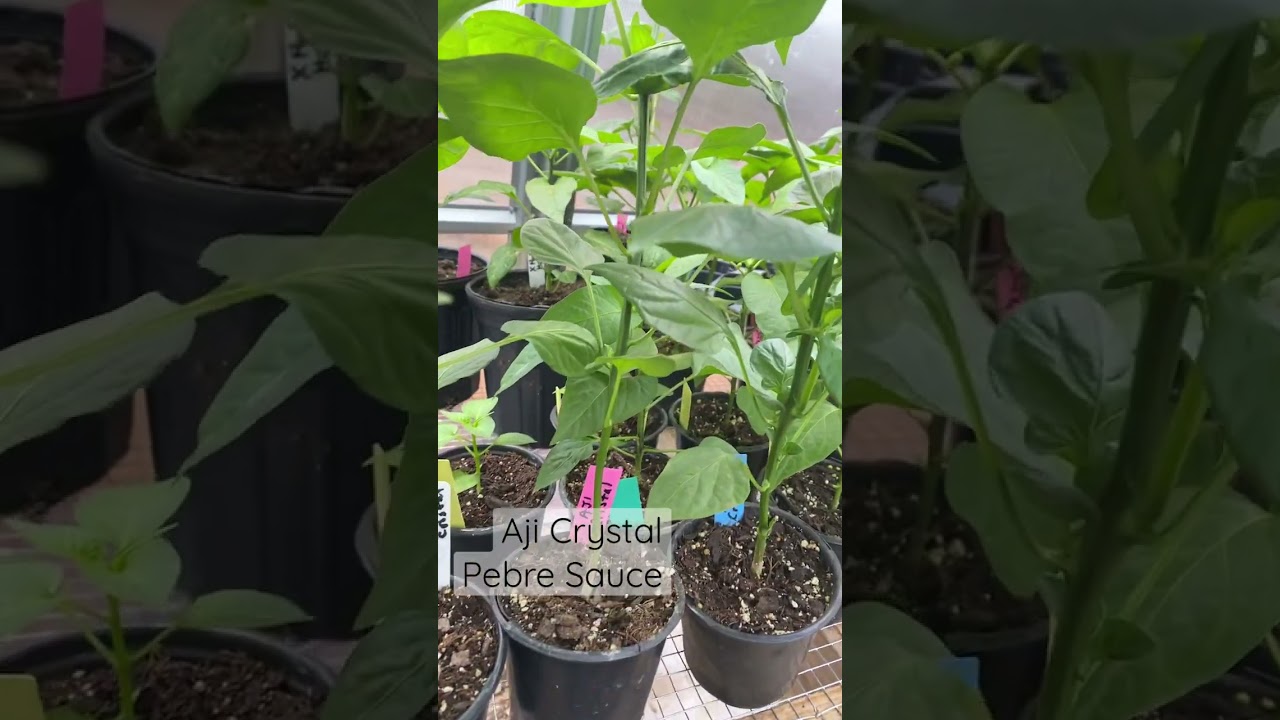 Pebre Sauce with Aji Crystal Peppers 