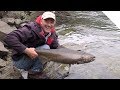 Casting spinners for shoreline salmon