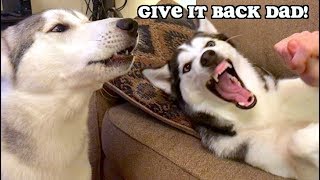 Husky Throws Fit Because I "Stole Her Nose"