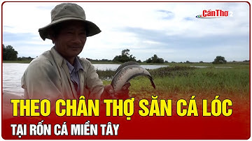 Theo chân thợ săn cá lóc tại ‘rốn cá’ miền Tây | Cần Thơ TV
