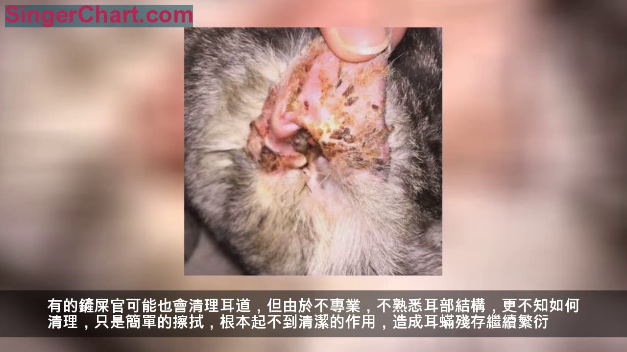 耳蟎 隱藏在耳朵里的隱形殺手 又臭又癢 褐色油膩分泌物堵滿耳道 貓狗奇癢無比 Youtube