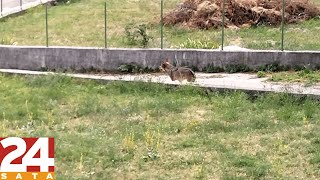Traže ga lovci: Vuk šeće u centru Vrlike kraj kuća, čini se da je ranjen