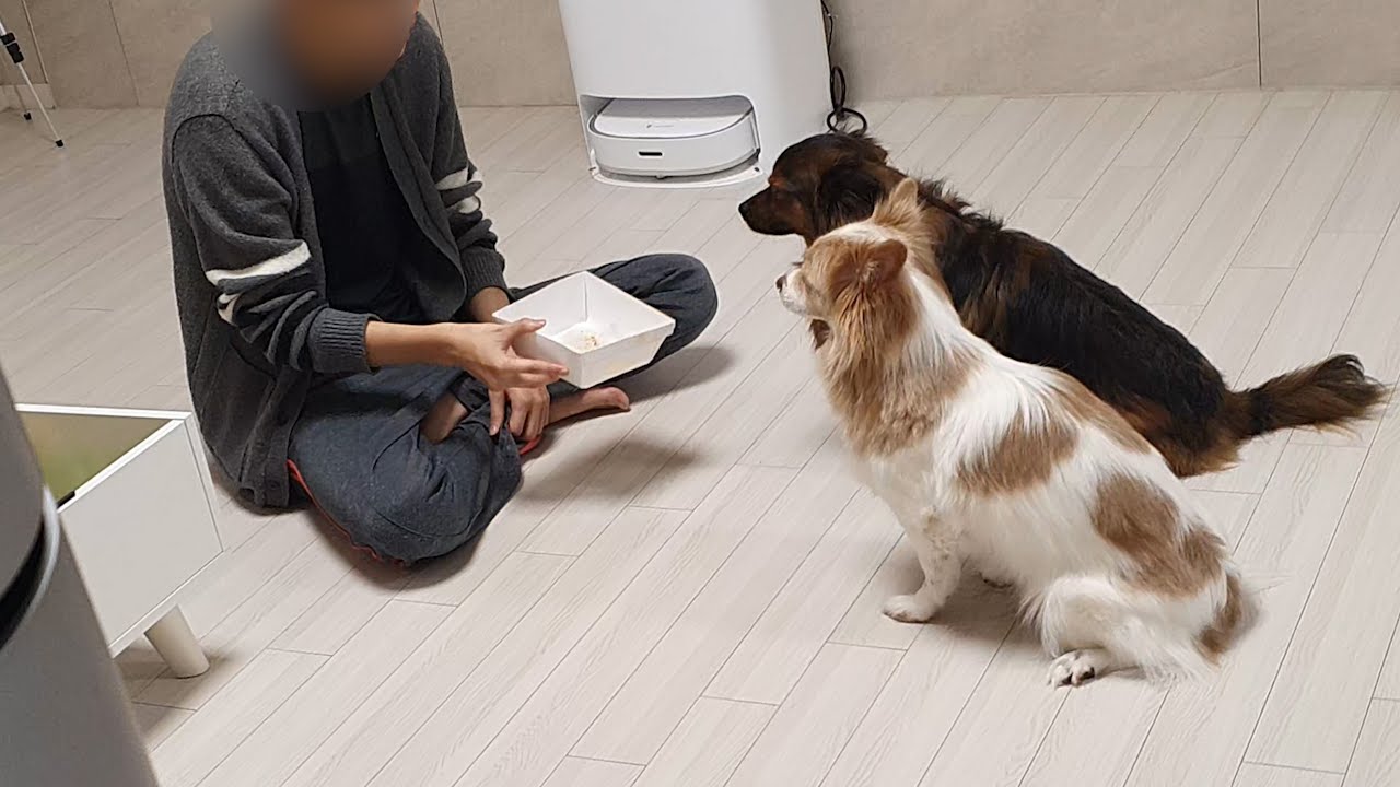 새벽에 아빠 치킨 훔쳐먹고 혼나는 강아지들..ㅋㅋㅋ