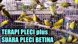 terapi pleci suara ombyokan PLUS suara PLECI BETINA mempercepat pleci buka paruh.