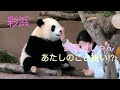 【 19/12/16撮影】彩浜「飼育員しゃんあたしのこと嫌い⁉︎」/押し問答/正面向きなさい/pandacub/saihin #ぽめぱん #PandaChannelbypomeranianfilm