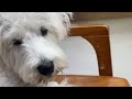 犬の中で穏やかにいる練習