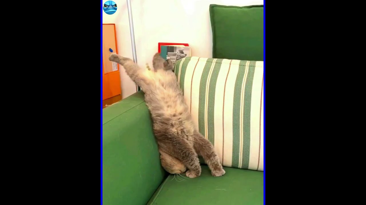 funny videos about cats and dogs 