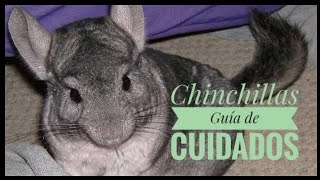 Chinchillas, Guía de cuidados completa