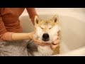 柴犬だいふくのお風呂でマッサージ [ Daifuku got a massage in bath room ]