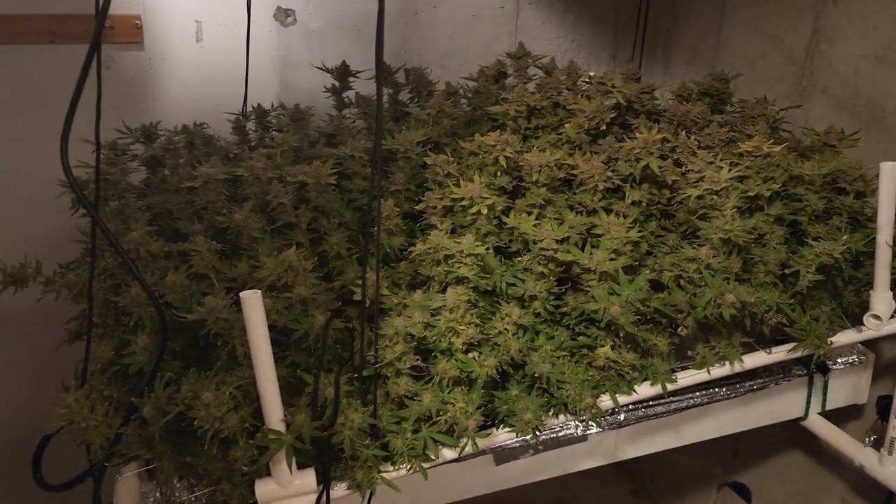 Finally harvest day!!!