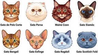 Todas las razas de gatos domésticos explicadas en 9 minutos