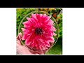 #1052 Carnation 3D Resin Flower Coaster