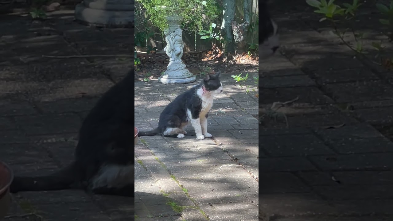 The Pain and Hurt are in his eyes, pray for Scruffer